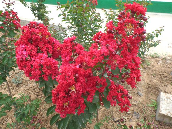 美國(guó)紅火箭紫薇