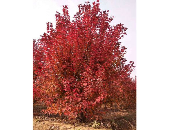 叢生紅點紅楓