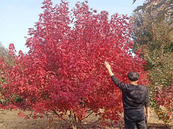 叢生紅點紅楓