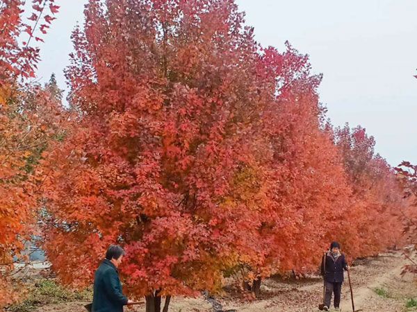 叢生紅點紅楓