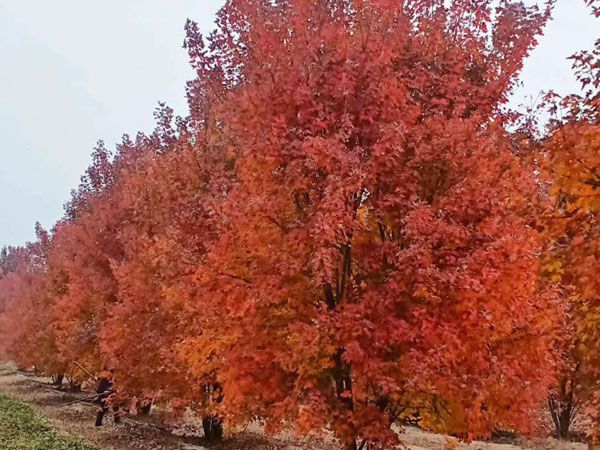 叢生紅點紅楓