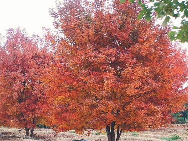 叢生紅點紅楓