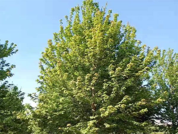 美國(guó)紅楓