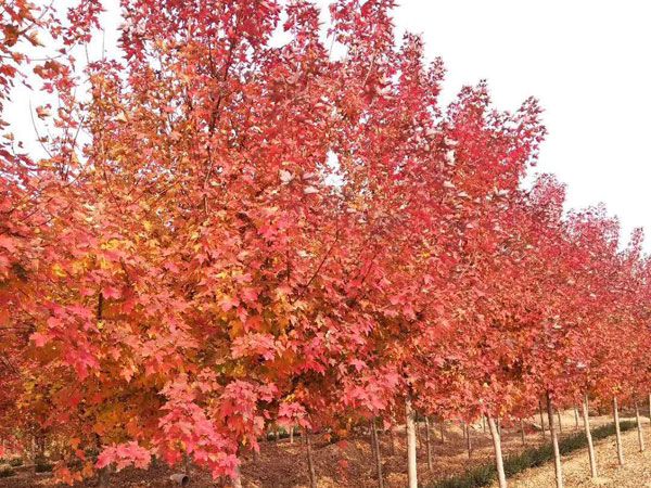 美國紅楓