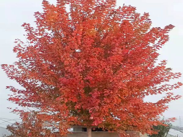 美國(guó)紅楓