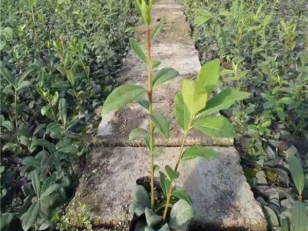 火焰衛(wèi)矛