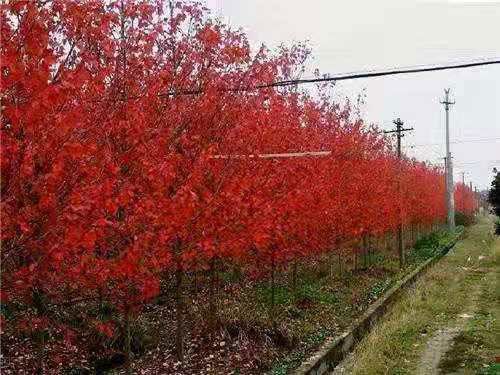 美國紅點紅楓