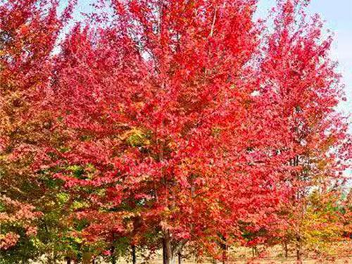 美國紅點紅楓