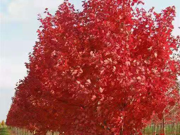 美國紅點紅楓