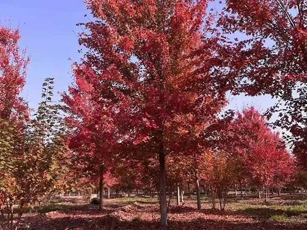 美國紅楓
