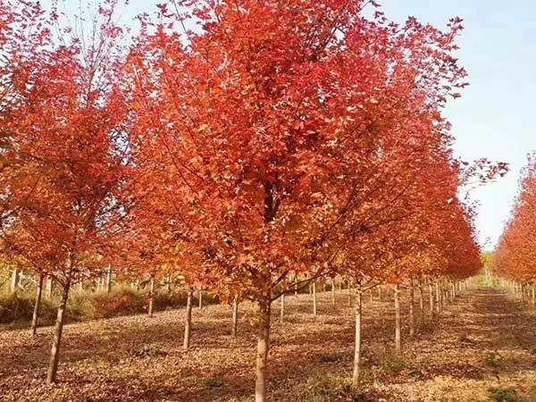 美國(guó)紅楓
