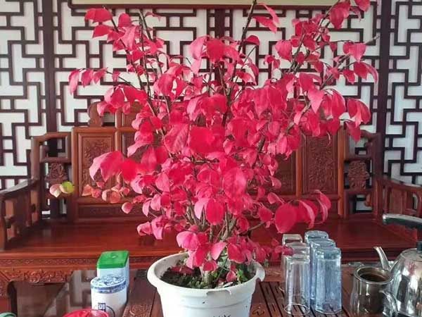 火焰衛(wèi)矛
